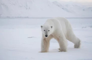 Papier peint photo autocollant rond Ours polaire Ours polaire