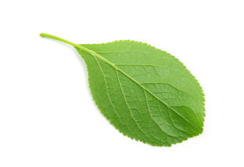 Fototapeta premium green leaf