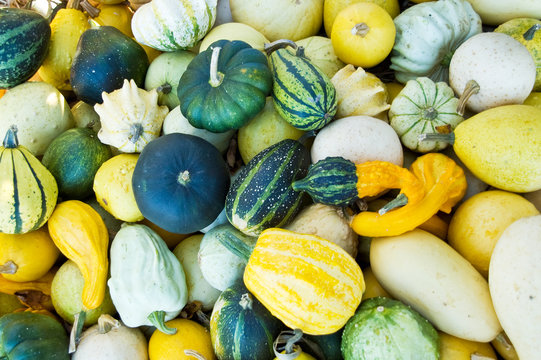K&uuml;rbis in vielen Farben und Formen nach der Ernte