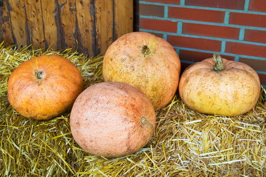 Vier dicke K&uuml;rbise auf einem Bauernhof