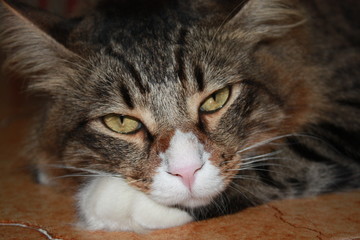 Fototapeta premium Gatto Pigro