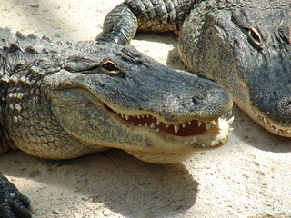 crocodile