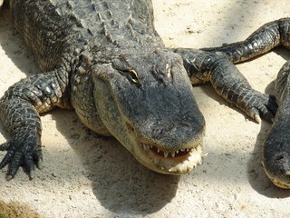 crocodile