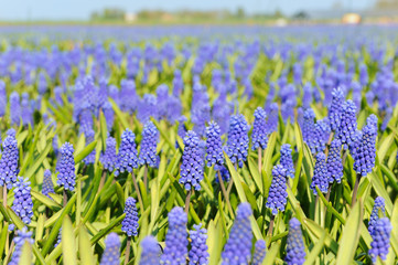 Naklejka premium Blue grape hyacinths