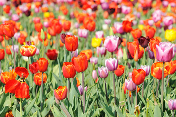 Obraz premium kolorowe tulipany w Holandii