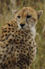 Cheetah (Acinonyx jubatus), Masai Mara, Kenya