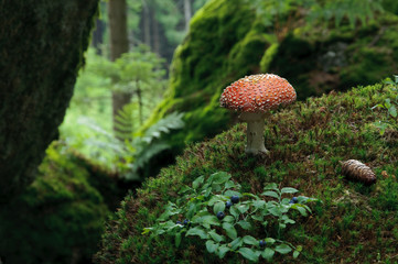 Giftiger Fliegenpilz im Waldviertel