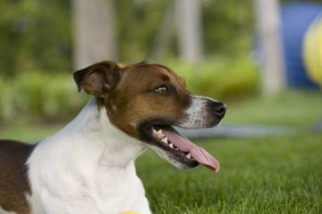 Jack Russel 3883