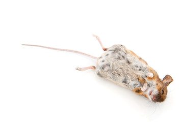 Dead mouse