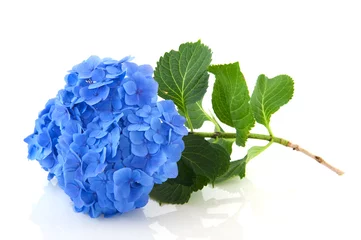 Foto op Plexiglas Hydrangea Blauwe hortensia
