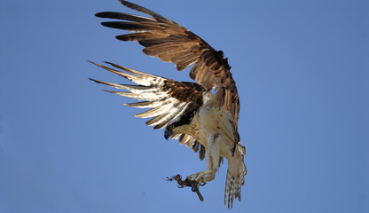 Osprey landing