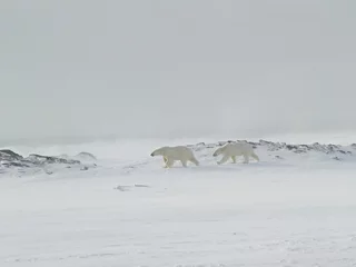 Papier peint photo autocollant rond Ours polaire polar bears