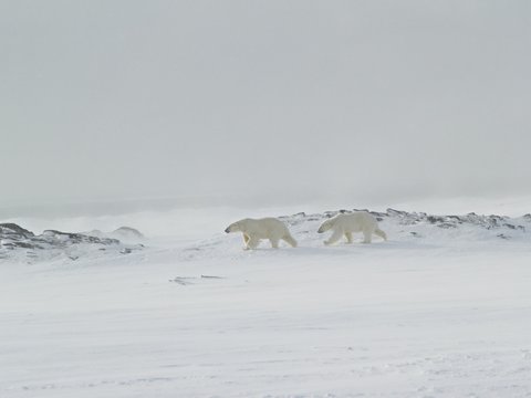 Polar Bears