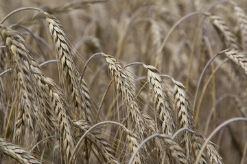 Fototapeta premium Getreide