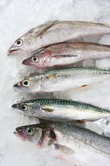 fish seafood over ice
