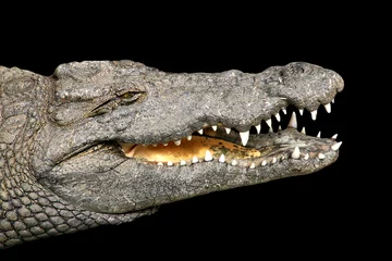 Photo sur Plexiglas Crocodile Cocodrilo