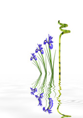 Iris Flowers and Lucky Bamboo Grass