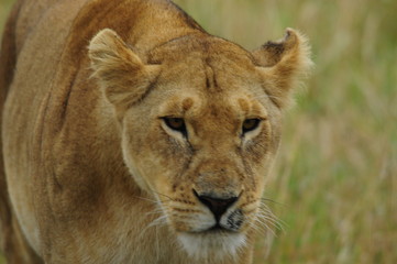Obraz na płótnie Canvas Lioness (Panthera leo), Masai Mara, Kenya