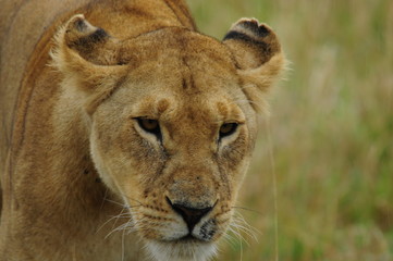 Obraz na płótnie Canvas Lwica (Panthera leo), Masai Mara, Kenia