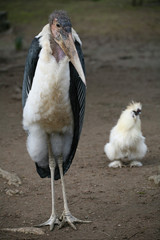 Marabu