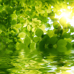 Green leaves with sun ray