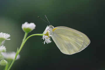 Pieris