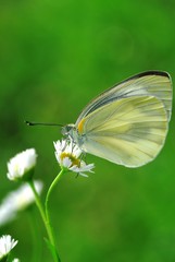 スジグロシロチョウ