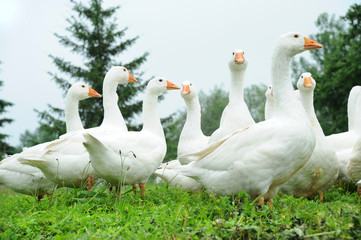 Obraz premium Gänse 7