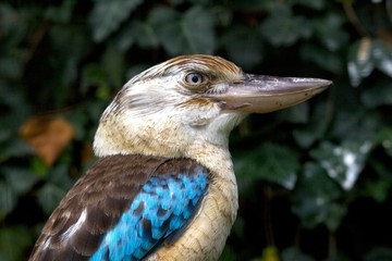 Kookaburra