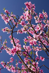 Blooming spring tree