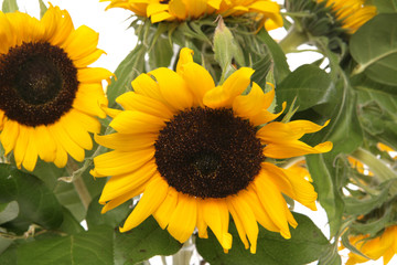 sunflowers close up studio cutout