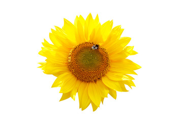Fototapeta premium Isolated sunflower
