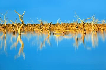 Zelfklevend Fotobehang Submerged Trees © robynmac