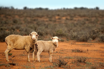 Sheep in Australian Outback