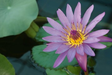 Lotus flower