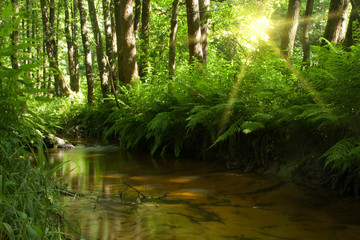 Fototapeta na wymiar Strumień w lesie