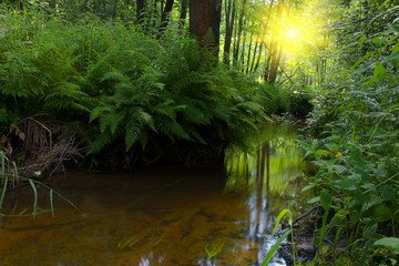 Fototapeta na wymiar River in forest