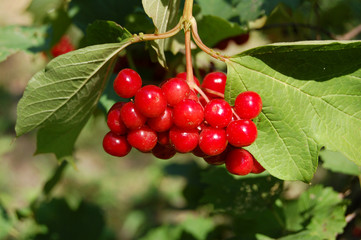 viburnum
