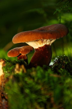 Samtfu&szlig;krempling 3679