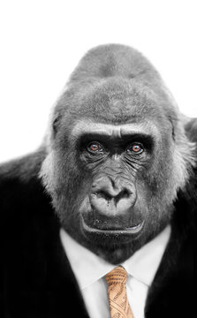 Monkey Business, Silverback Ape wearing Stock Market Tie