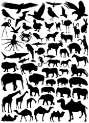 collection of animal vector