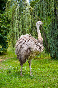 walking ostrich
