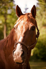 Fototapeta premium Brown horse