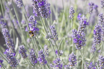 Lavendel mit Hummel