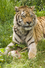 Amur Tiger