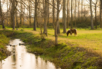 Obraz na płótnie Canvas Pony grazing in rural setting