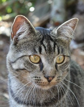 Portrait chat identit&eacute;