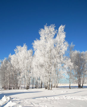 Winter landscape with frosted trees