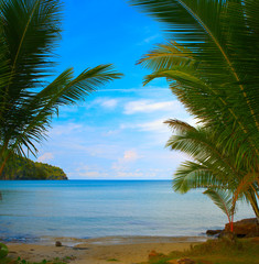 Obraz na płótnie Canvas Coconut trees near the ocean