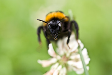 Hummel, makro